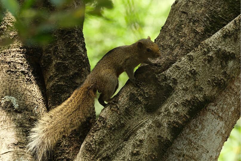 野生松鼠