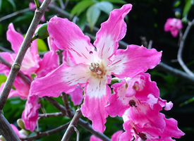 Floss Silk Tree