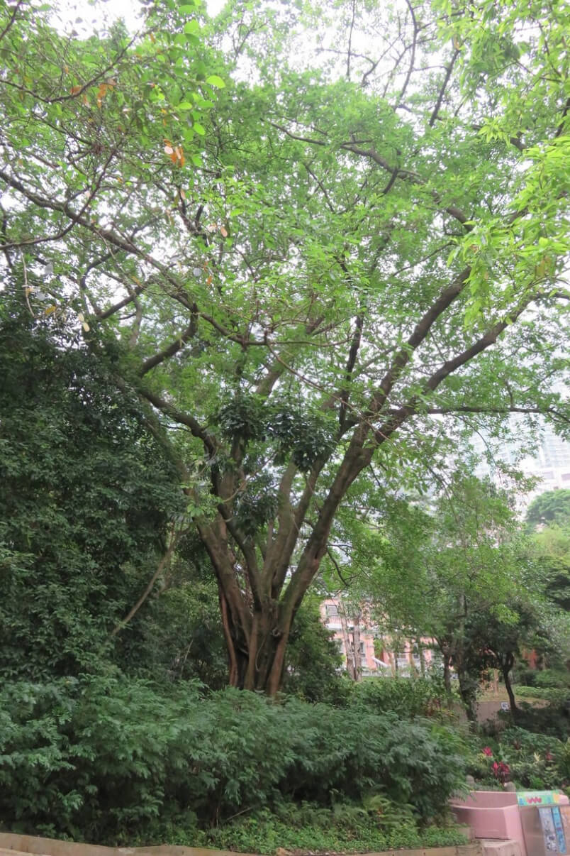 大葉榕(黃葛樹)