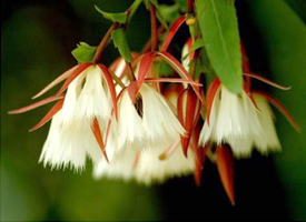 Hainan Elaeocarpus