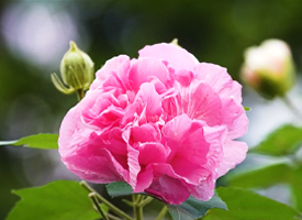 Changeable Rose-mallow