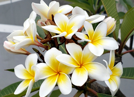Frangipani