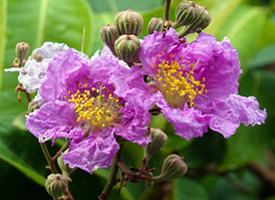 Queen Crape Myrtle