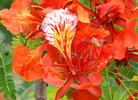 Flame Tree