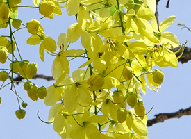 Golden-shower